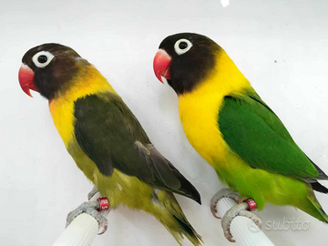 Coppia insep mascherato verde x verde oliva