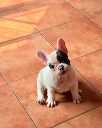 Bulldog francese ultima