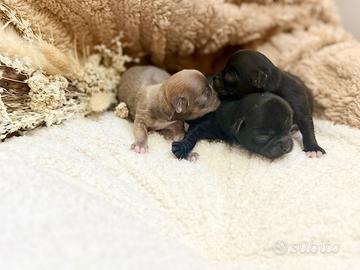 Cuccioli chihuahua toy