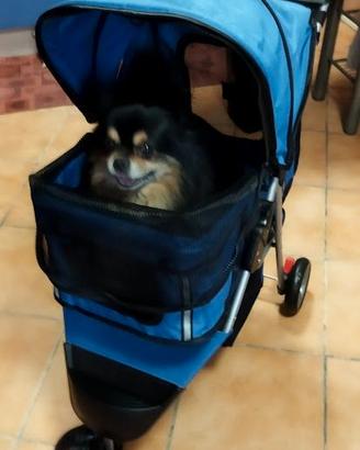 Passeggino cane