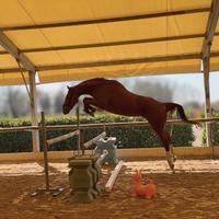 Puledro irlandese 5 anni