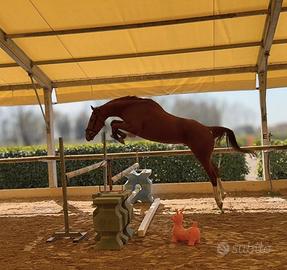 Puledro irlandese 5 anni