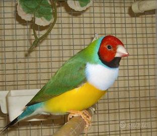 Diamante di Gould