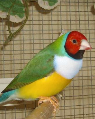Diamante di Gould
