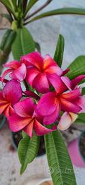 Plumeria fucsia 