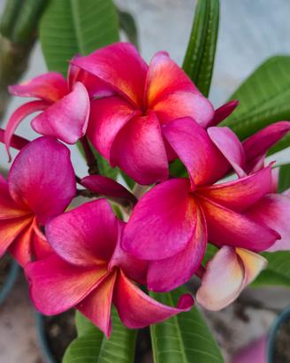 Plumeria fucsia 