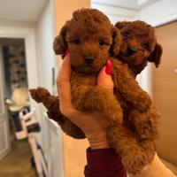 Cuccioli di barboncino toy fulvi,2 masch.1 femm