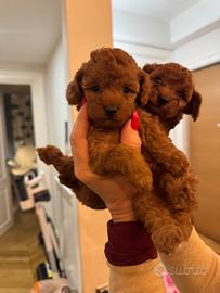 Cuccioli di barboncino toy fulvi,2 masch.1 femm