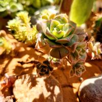 🌵Aeomio delle Canarie🌵