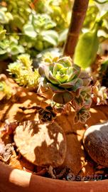 🌵Aeomio delle Canarie🌵