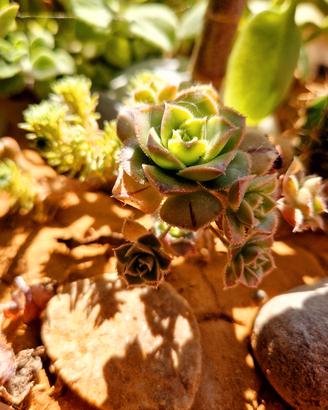 🌵Aeomio delle Canarie🌵