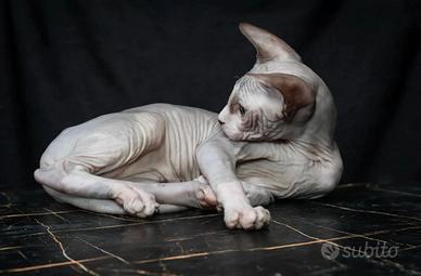 maschio bicolore sphynx 