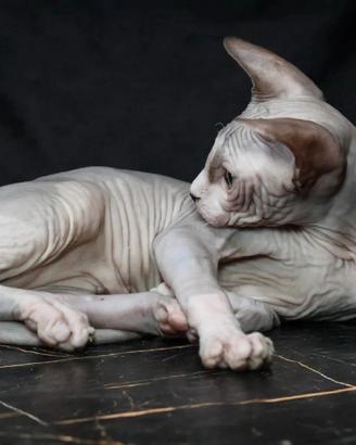 maschio bicolore sphynx 