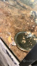 Geko leopardino