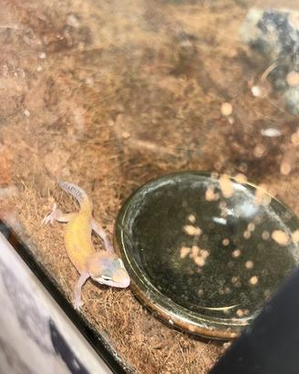 Geko leopardino
