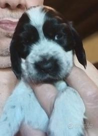 Cuccioli cocker spaniel inglese