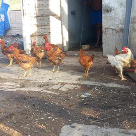 Galline