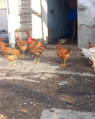 Galline