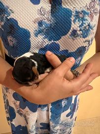 Cucciolo Cavalier King prezzo trattabile