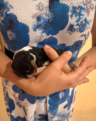 Cucciolo Cavalier King prezzo trattabile