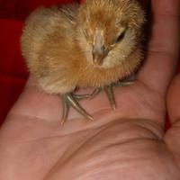 Galline, Pulcinotti e pulcini svariate razze