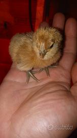 Galline, Pulcinotti e pulcini svariate razze