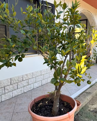 PIANTA D’ARANCIO ADULTA E RICCA DI FRUTTI