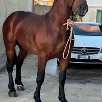 Cavallo