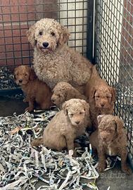 Cuccioli di barboncino