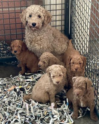 Cuccioli di barboncino