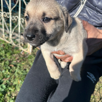 Cuccioli meticci tagliamefio grande