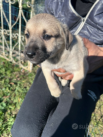 Cuccioli meticci tagliamefio grande