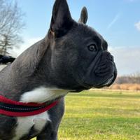 Disponibile per monta bulldog Francese