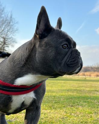 Disponibile per monta bulldog Francese