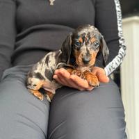 Cucciolata di bassotti arlecchino femmine