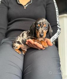 Cucciolata di bassotti arlecchino femmine