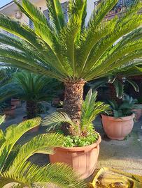 Cycas revoluta varie misure