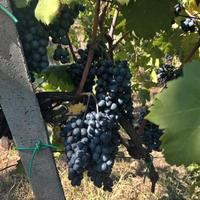 Vino nerello mascalese