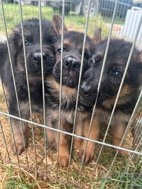 Cuccioli pastore tedesco