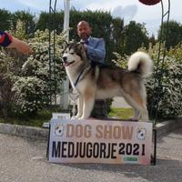 Cuccioli Alaskan malamute