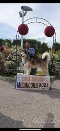 Cuccioli Alaskan malamute