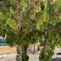 Alberi da frutto e ornamentali