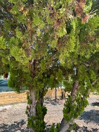Alberi da frutto e ornamentali