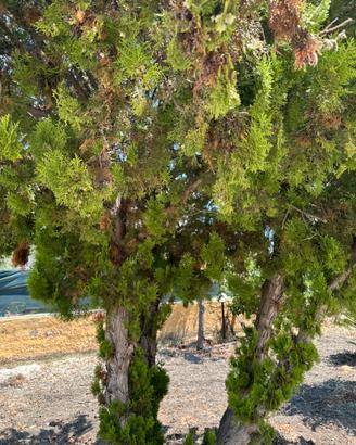 Alberi da frutto e ornamentali