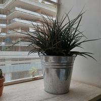 Piante grasse Sanseveria