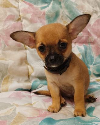 splendido cucciolo chihuahua puro maschio