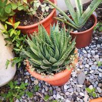 Aloe Aristata