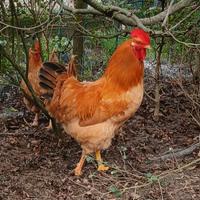 Polli ornamentali Robusta Lionata