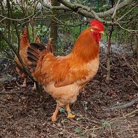 Polli ornamentali Robusta Lionata