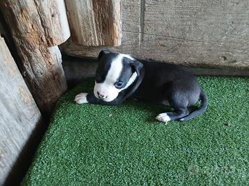 Cuccioli amstaff